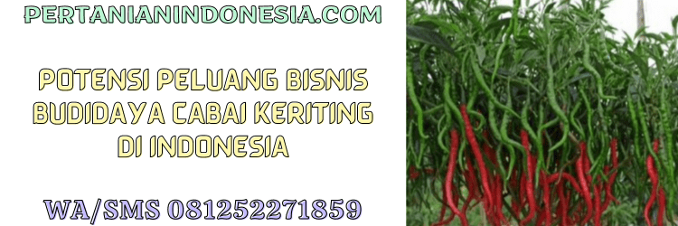 peluang,bisnis,agrobisnis,agribisnis,budidaya,cabe keriting,pertanian indonesia